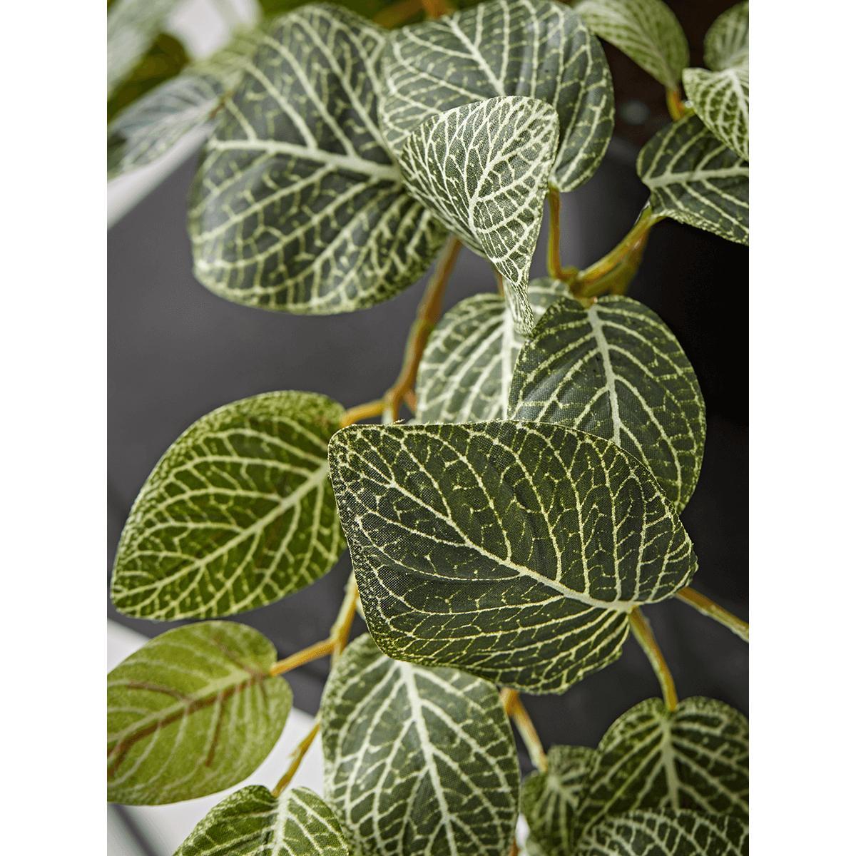 Faux Potted Fittonia – image 4