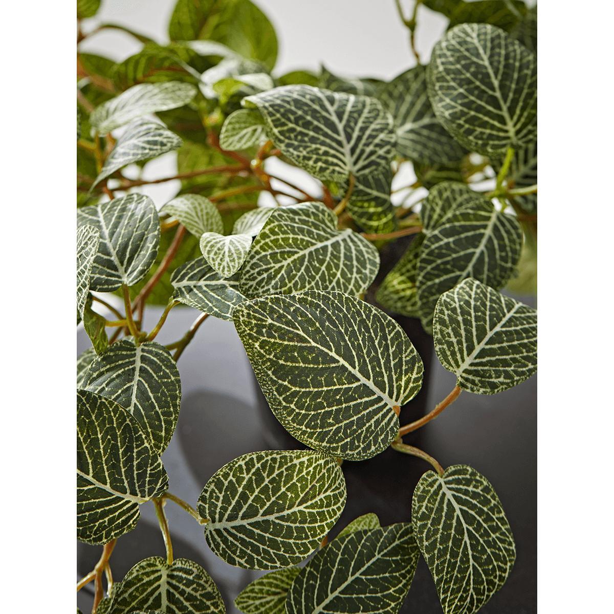 Faux Potted Fittonia – image 5