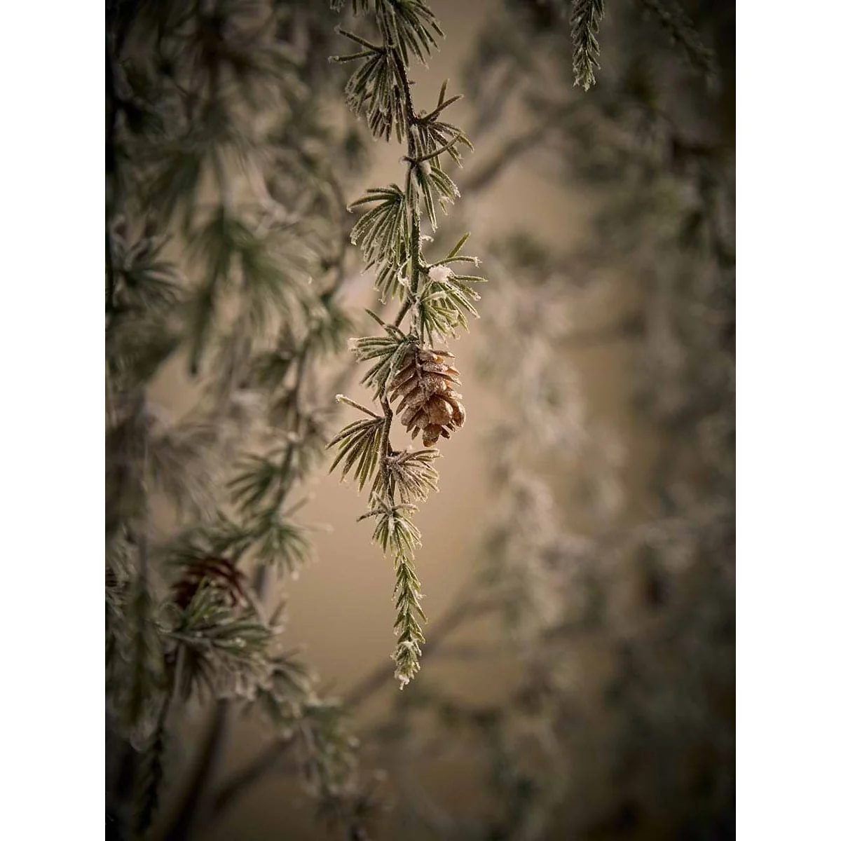 Frosted Woodland Pine Cone Stem – image 2
