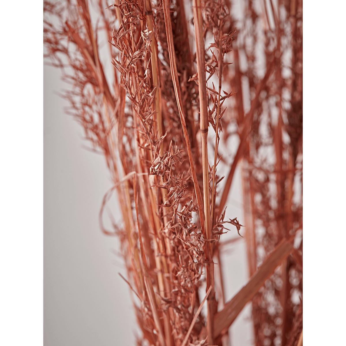 NEW Dried Blush Alfonso Grass Bunch – image 3