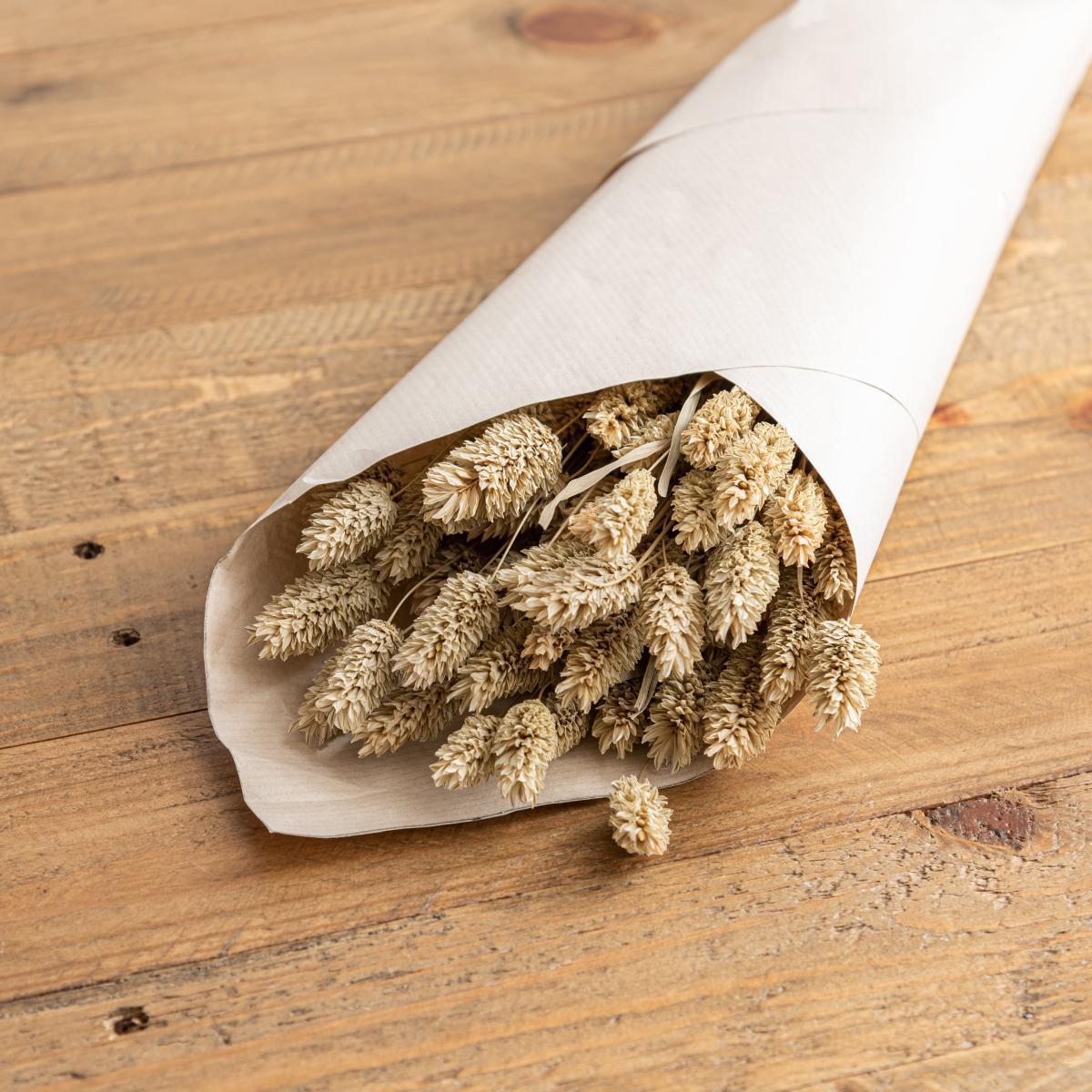 Natural Dried Phalaris Bundle Natural – image 2