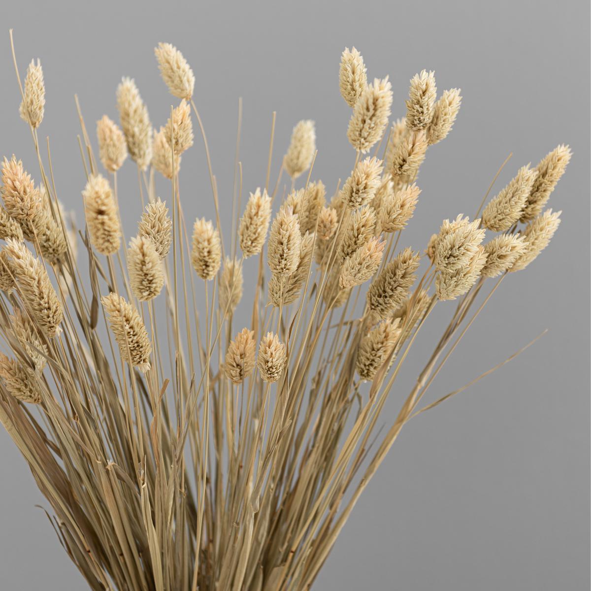 Natural Dried Phalaris Bundle Natural – image 3