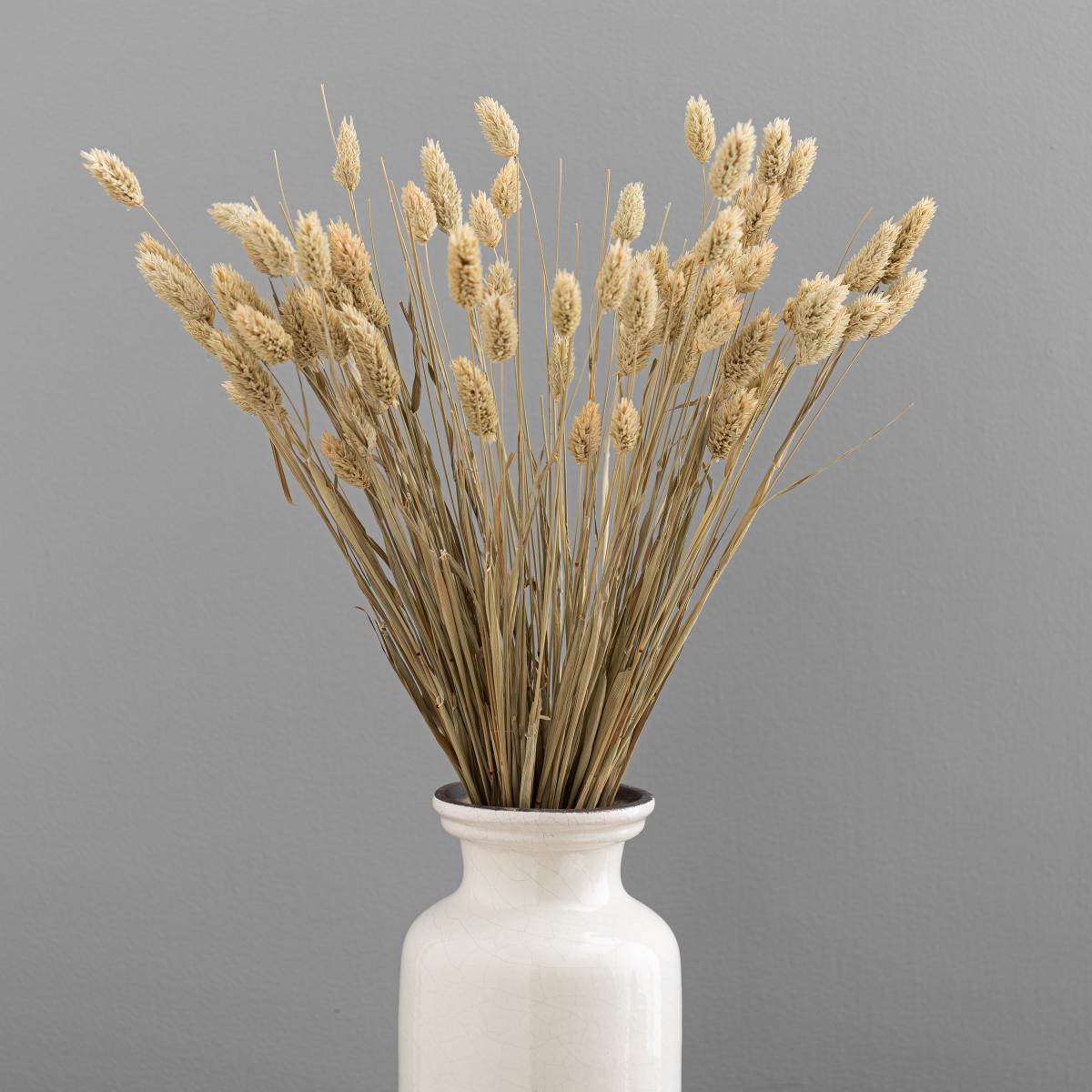 Natural Dried Phalaris Bundle Natural – image 4