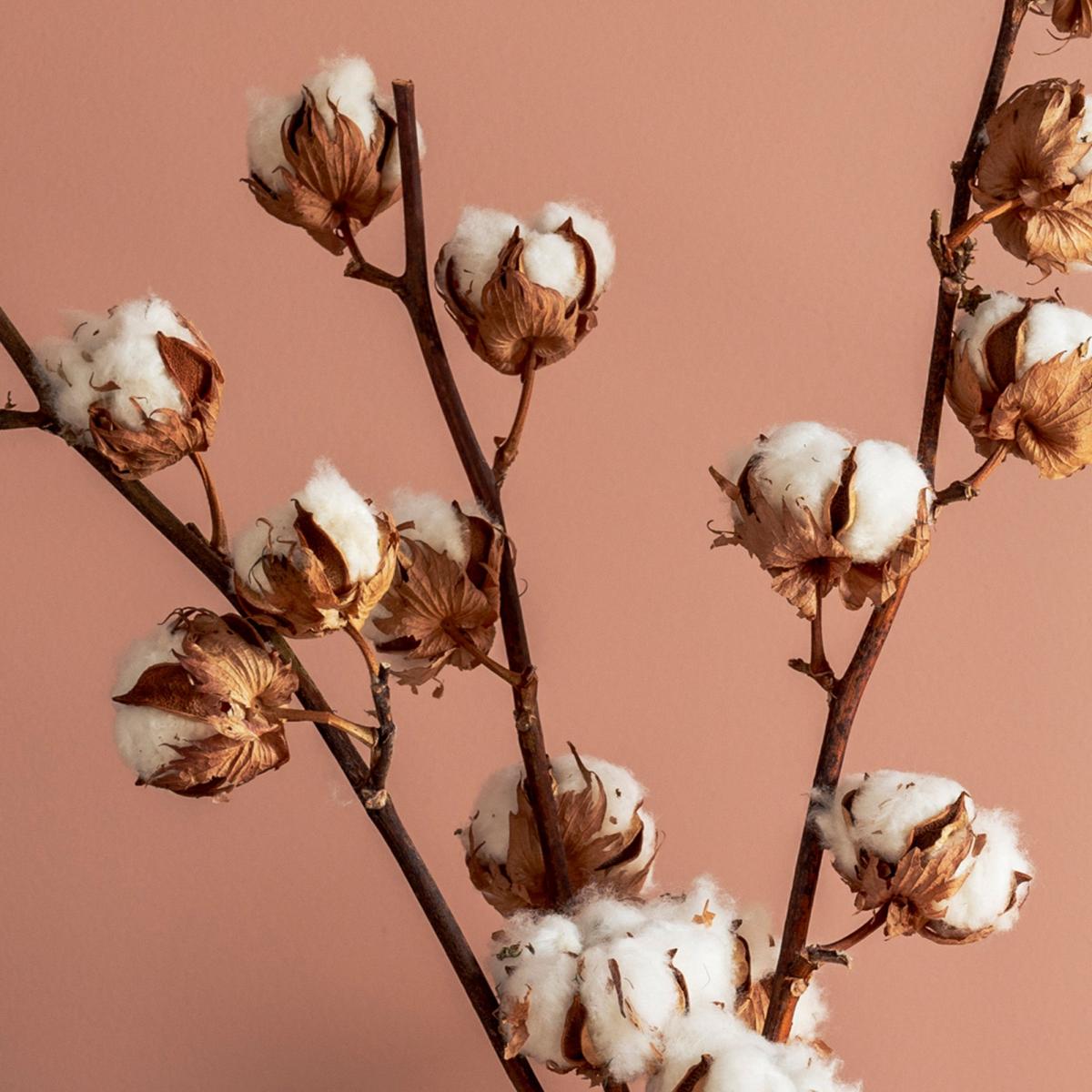 Cotton Branch Stems Bouquet Brown – image 2