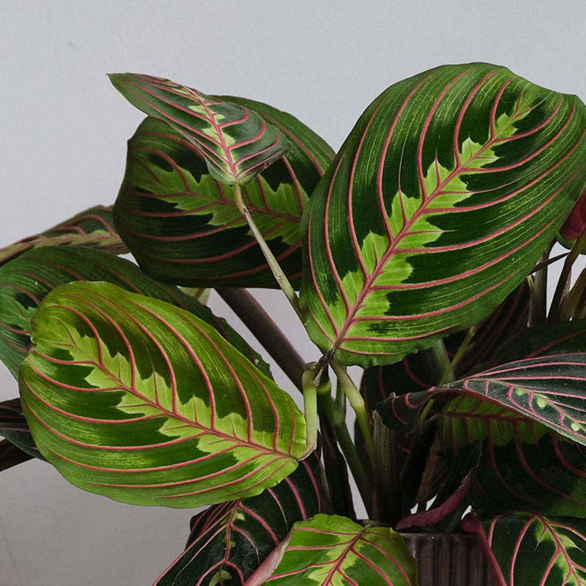 Prayer House Plant in Capri Pot Ceramic Light Green – image 2