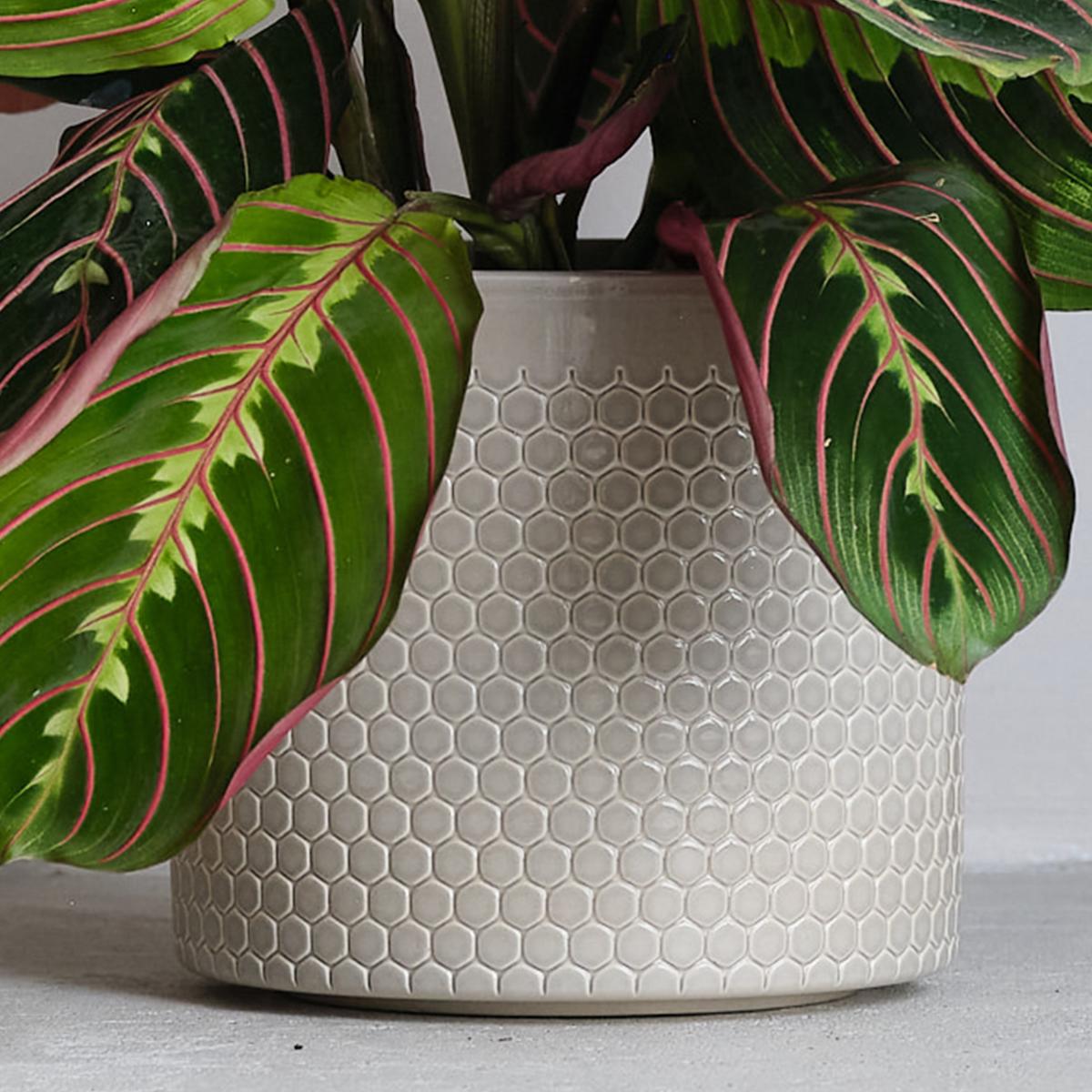 Prayer House Plant in Capri Pot Ceramic Light Green – image 3