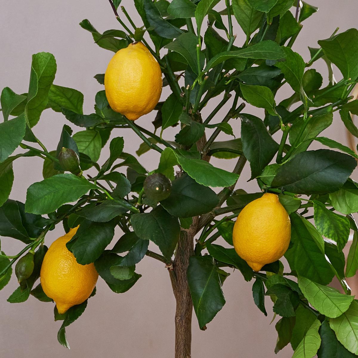 Beards & Daisies Citrus Lemon Tree House Plant in Earthenware Pot Earthenware Oyster – image 2