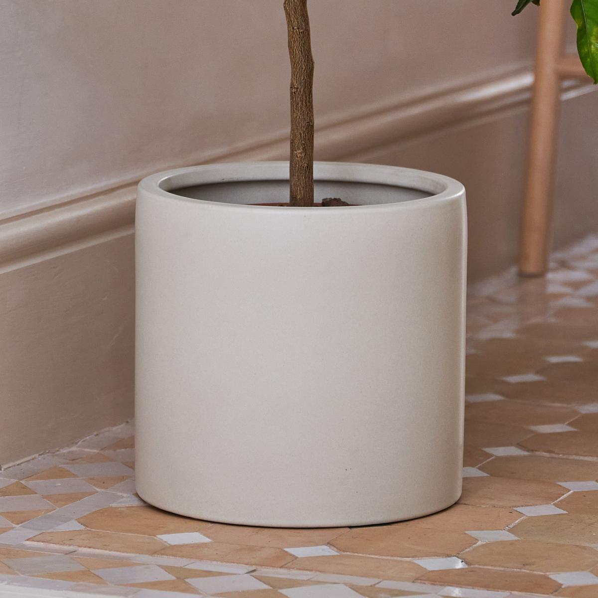 Beards & Daisies Citrus Lemon Tree House Plant in Earthenware Pot Earthenware Oyster – image 3