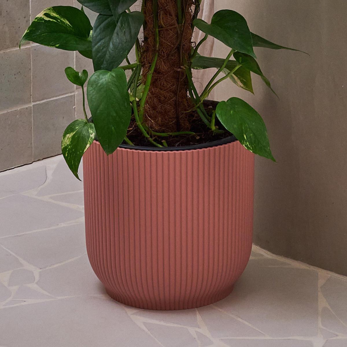 Beards & Daisies Devil's Ivy Moss Pole House Plant in Vibes Pot Plastic Pink – image 3