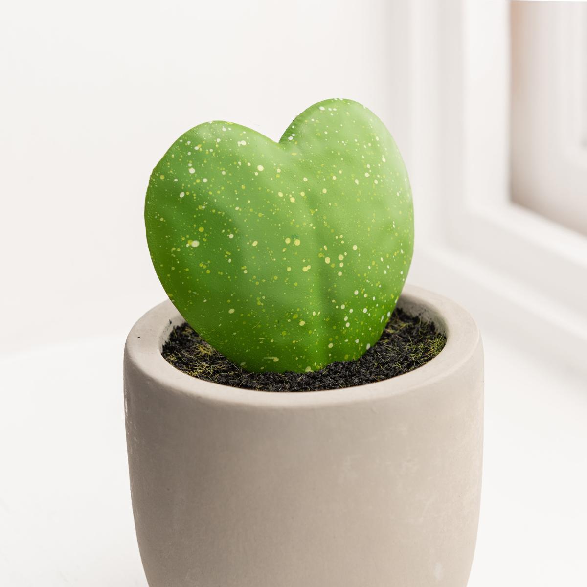 Sweetheart Plant in Cement Pot Grey – image 2