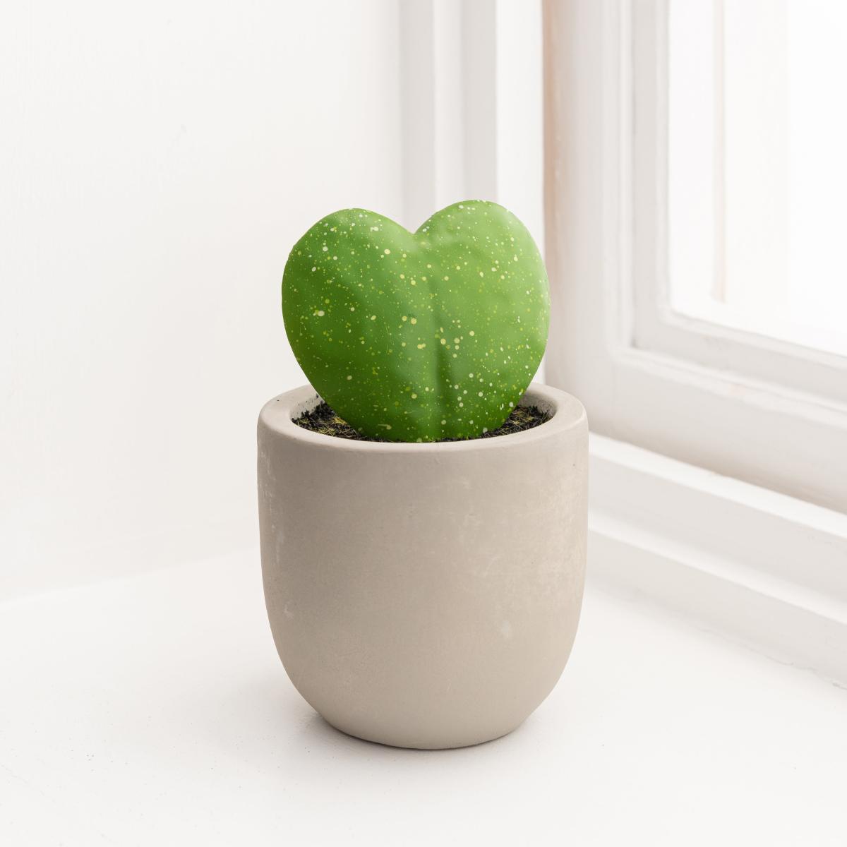 Sweetheart Plant in Cement Pot Grey – image 3