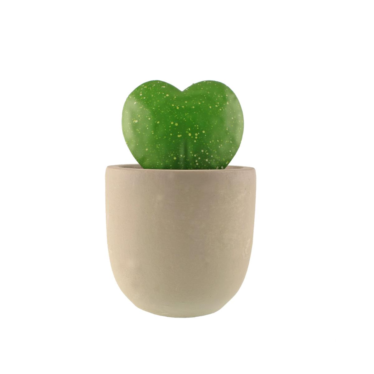 Sweetheart Plant in Cement Pot Grey – image 4