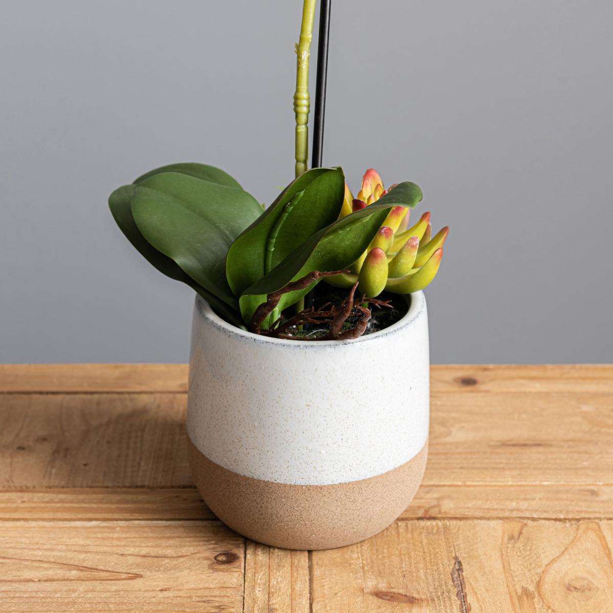 Pink Orchid in Ceramic Pot 50cm Pink – image 3