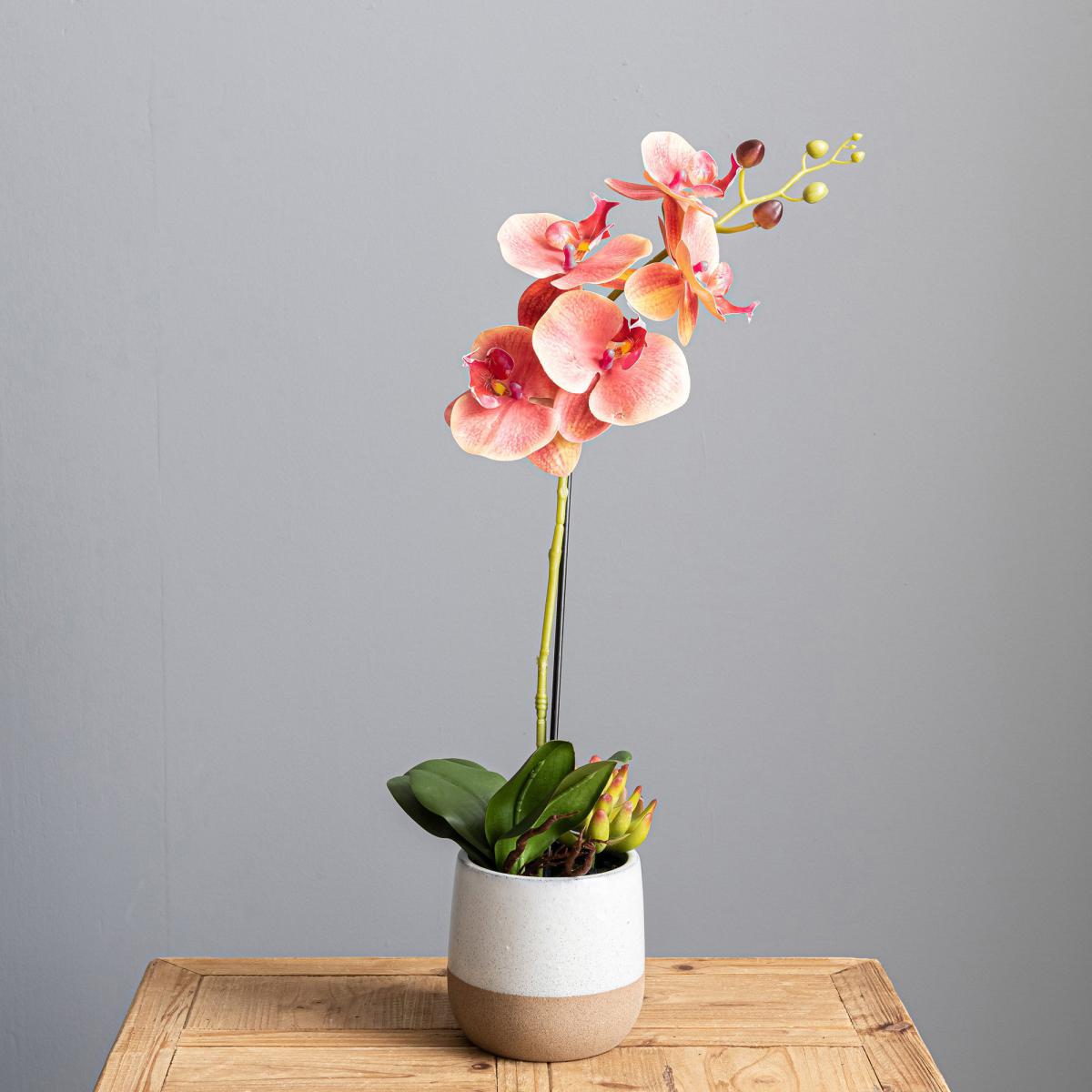 Pink Orchid in Ceramic Pot 50cm Pink – image 4