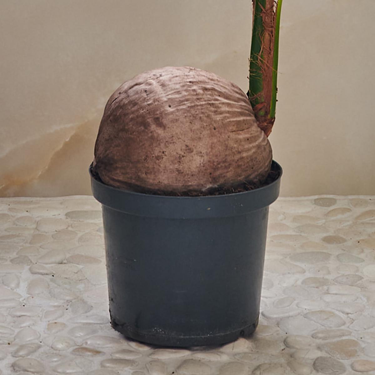 Beards & Daisies Coconut Palm House Plant Green – image 3