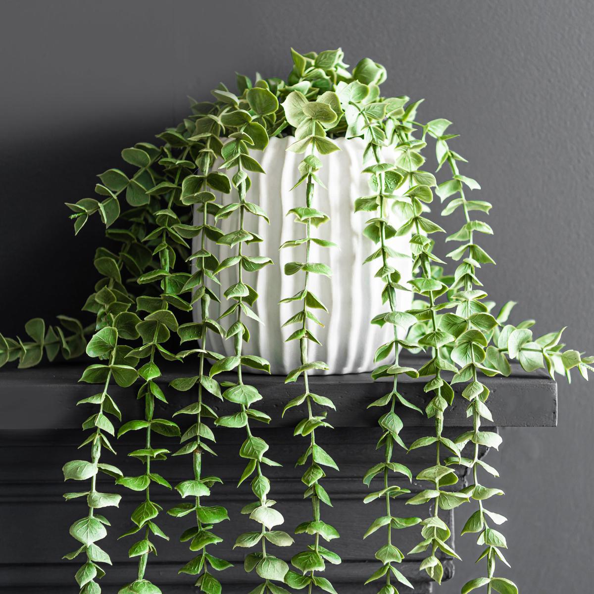 Trailing Eucalyptus in Textured Pot Green – image 2