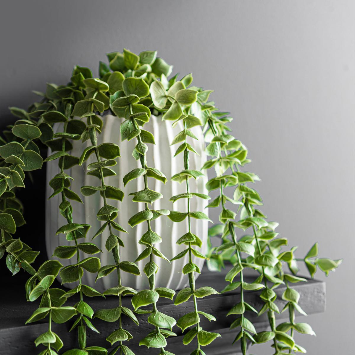 Trailing Eucalyptus in Textured Pot Green – image 3