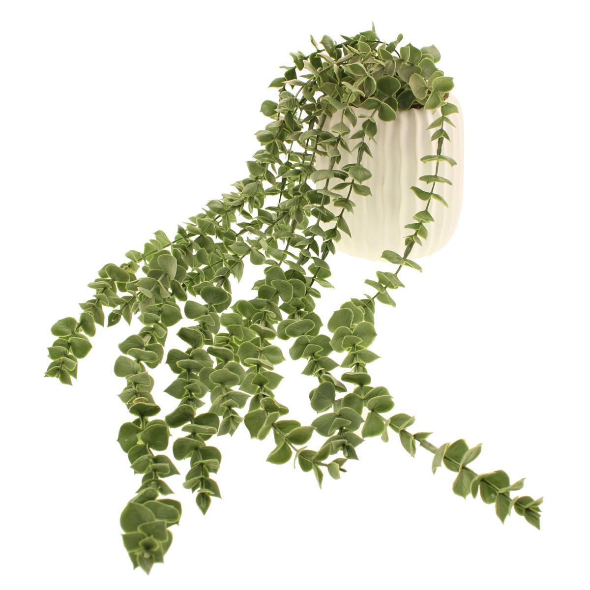 Trailing Eucalyptus in Textured Pot Green – image 4