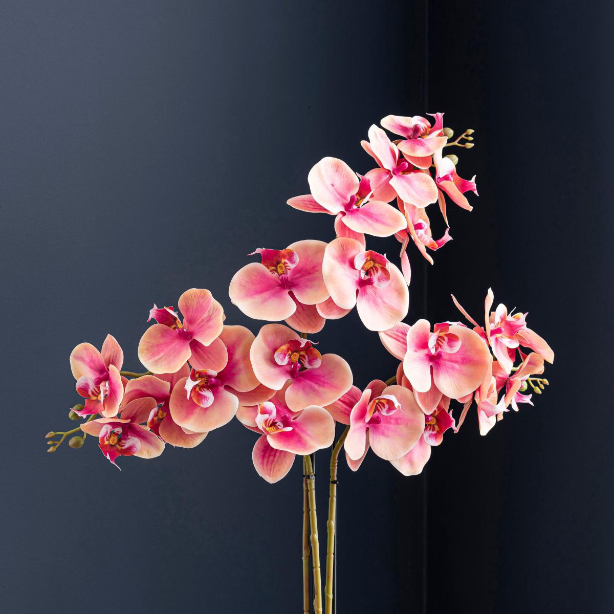 Triple Pink Orchid in Ceramic Pot Pink – image 2