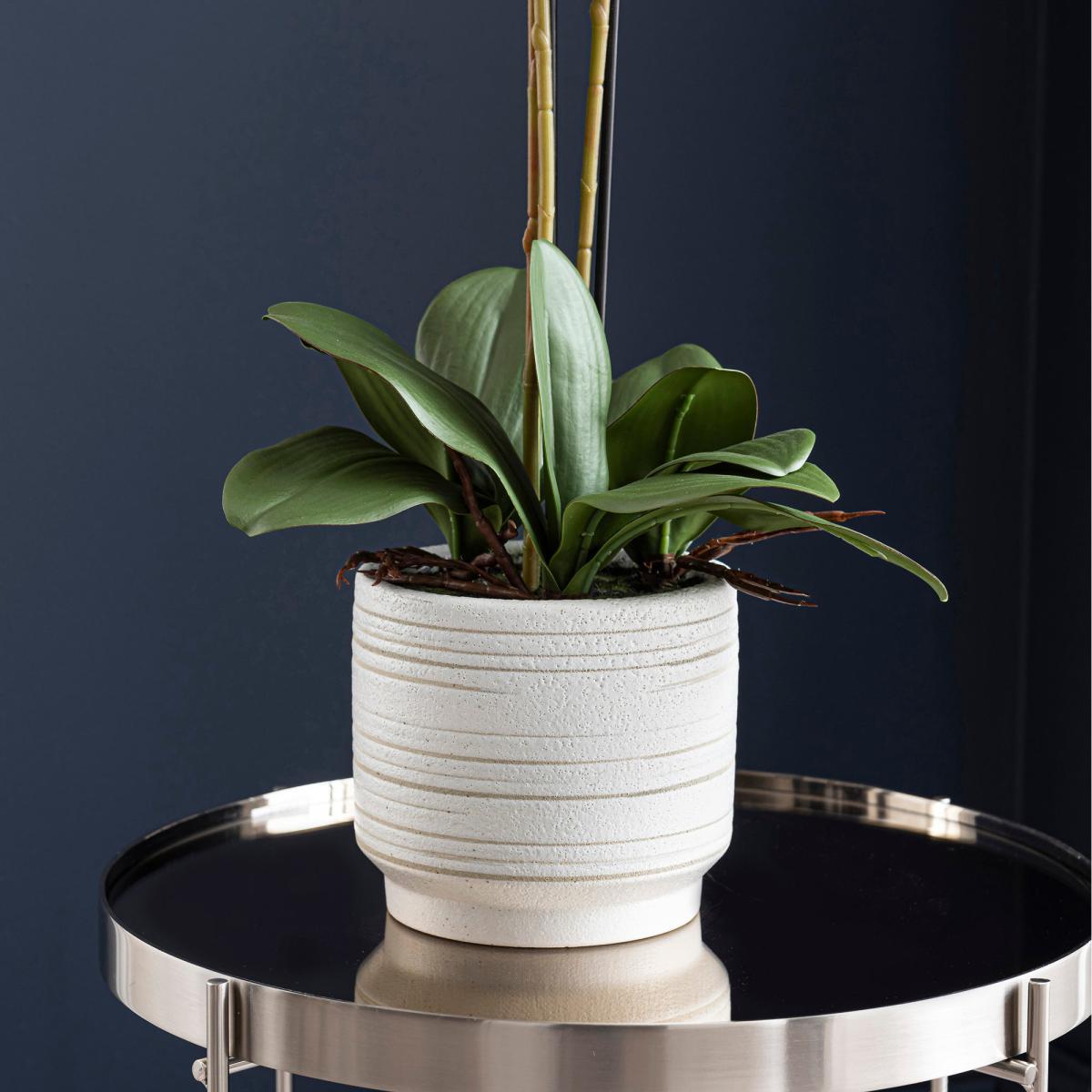 Triple Pink Orchid in Ceramic Pot Pink – image 3