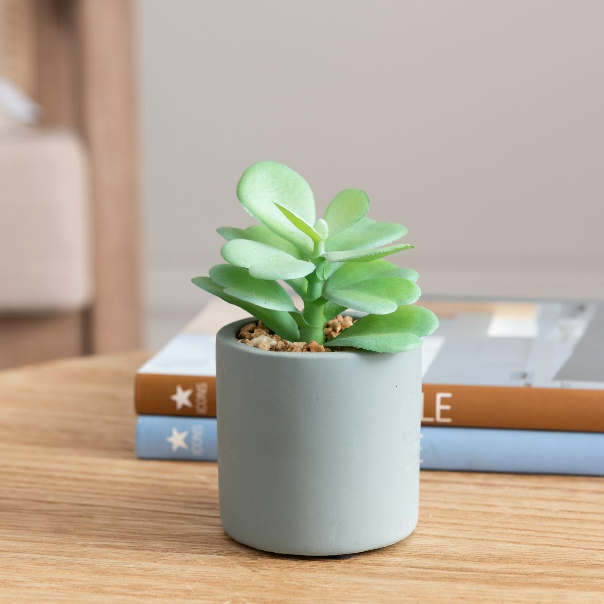 Jade Succulent in Pacific Pot Green – image 2