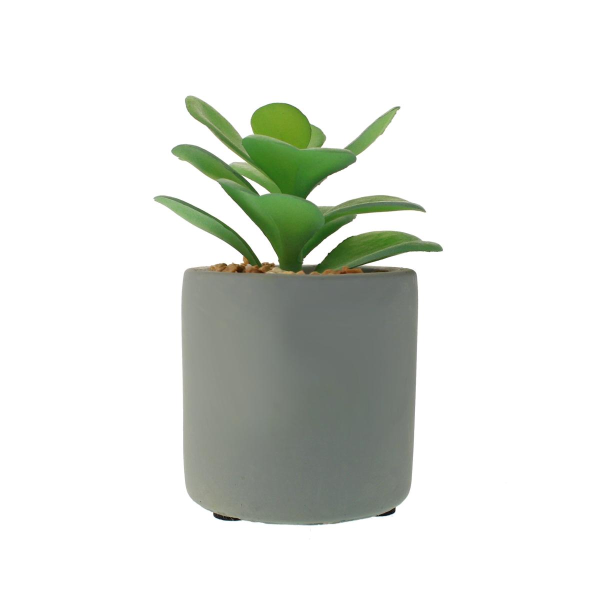 Jade Succulent in Pacific Pot Green – image 3