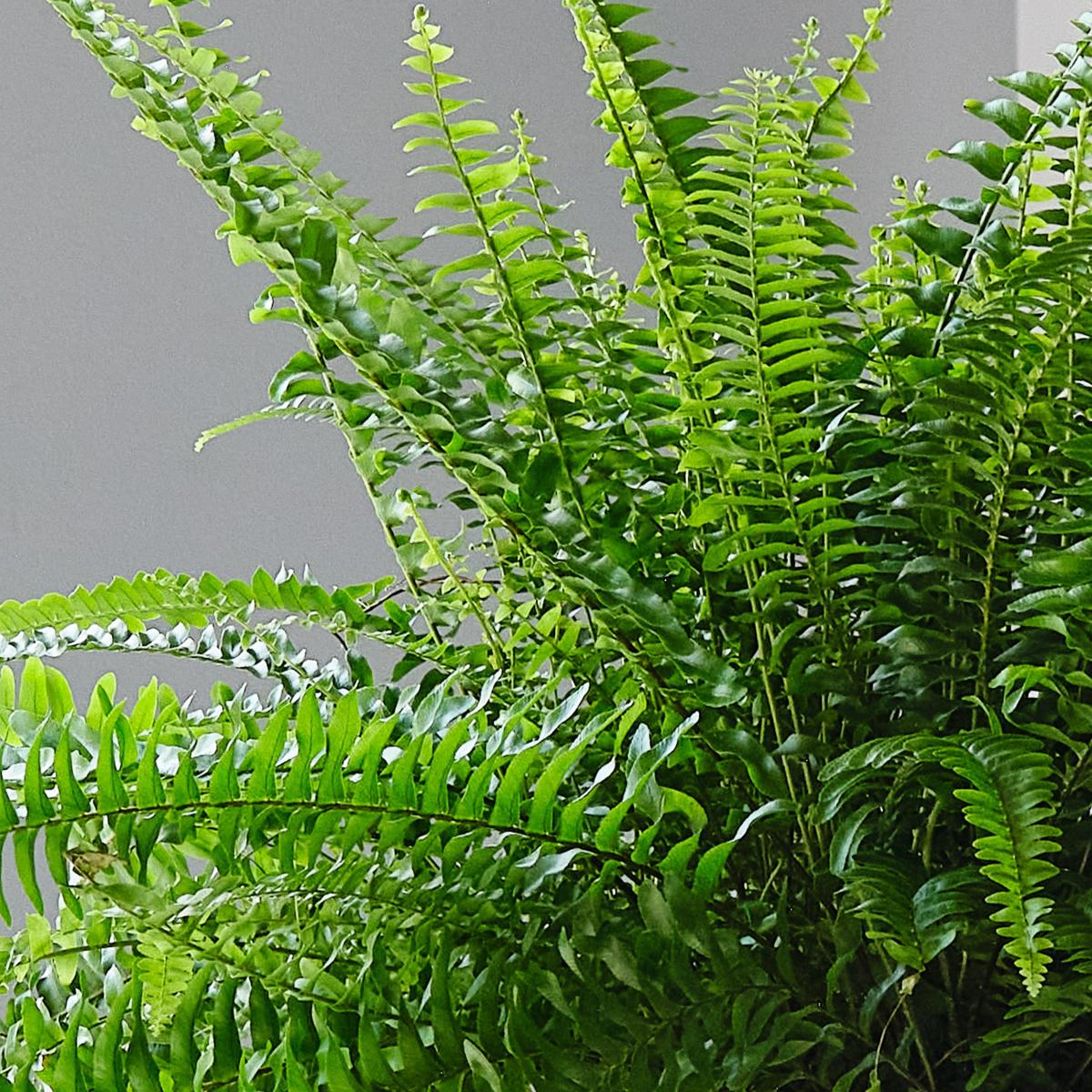 Boston Fern House Plant in Elho Pot Plastic White – image 2