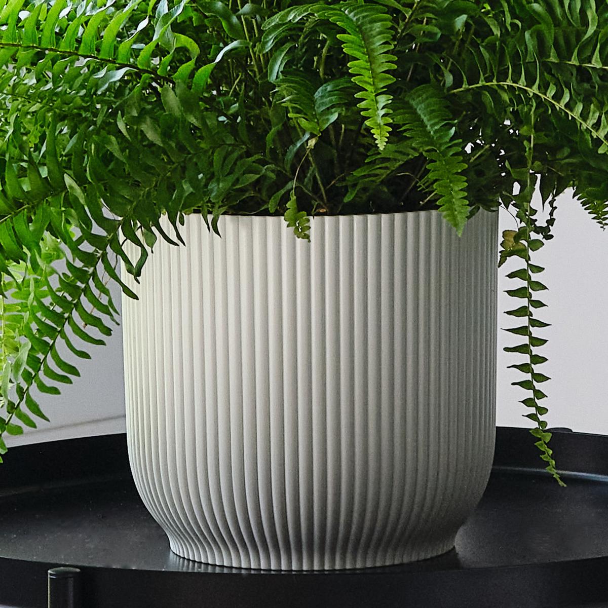 Boston Fern House Plant in Elho Pot Plastic White – image 3