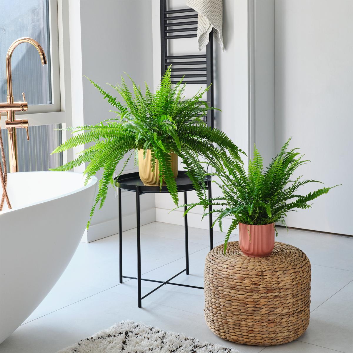Boston Fern House Plant in Elho Pot Plastic White – image 4