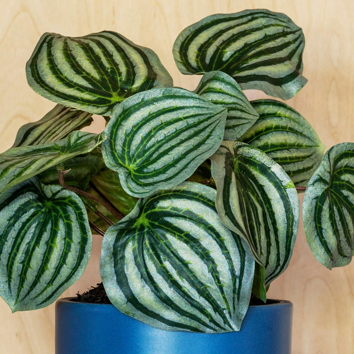 Artificial Watermelon Peperomia Green – image 2