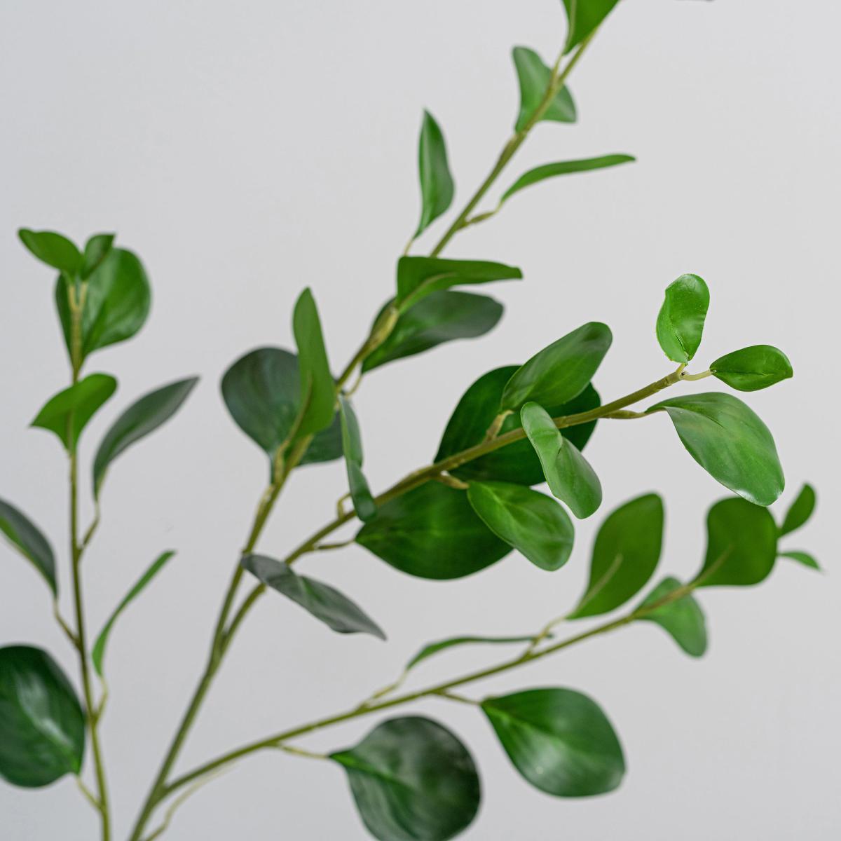 Green Peperomia Spray Green – image 2