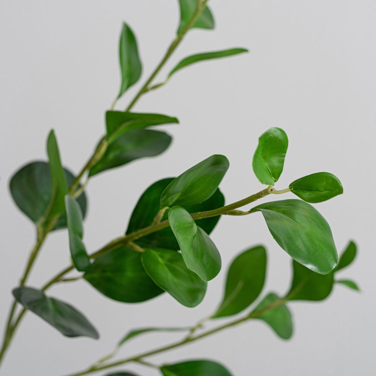 Green Peperomia Spray Green – image 4