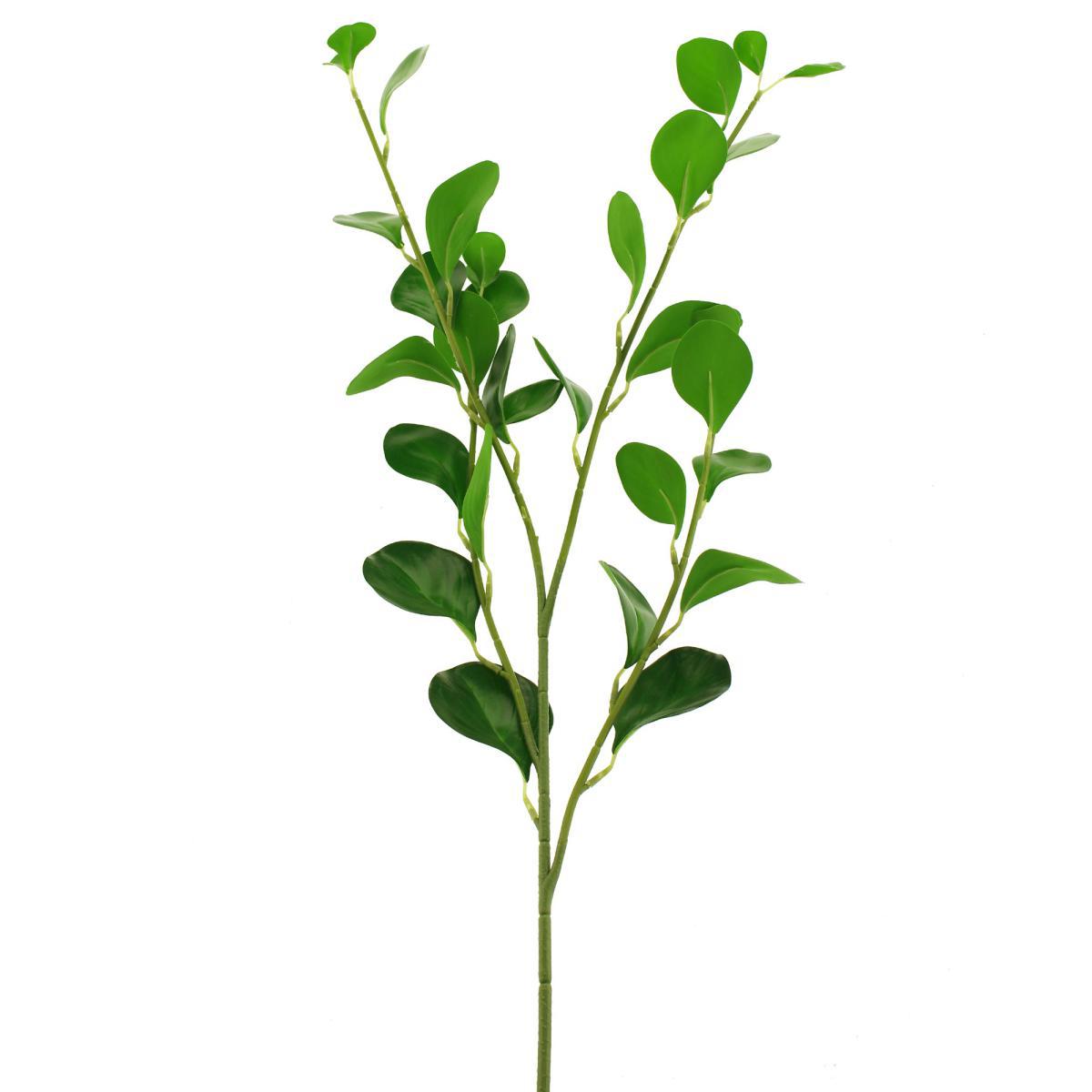 Green Peperomia Spray Green – image 5