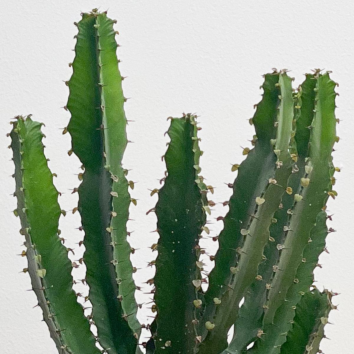 Beards & Daisies Euphorbia Triangularis House Plant in Capri Pot Ceramic Light Green – image 2