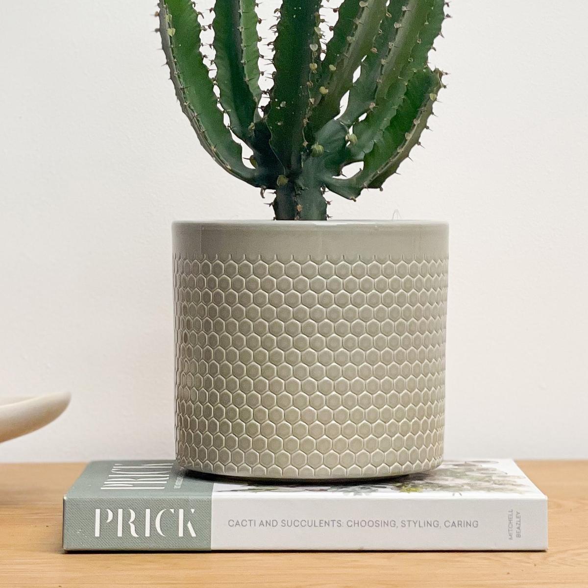 Beards & Daisies Euphorbia Triangularis House Plant in Capri Pot Ceramic Light Green – image 3