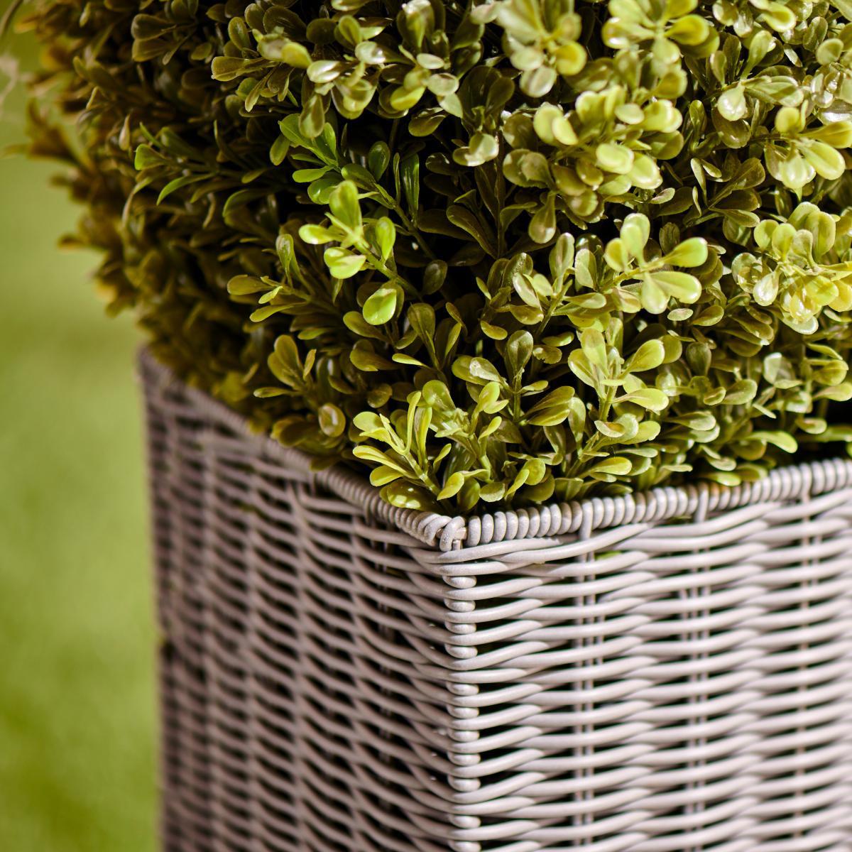 Boxwood Cone Tree in Wicker Basket 120cm Green – image 2