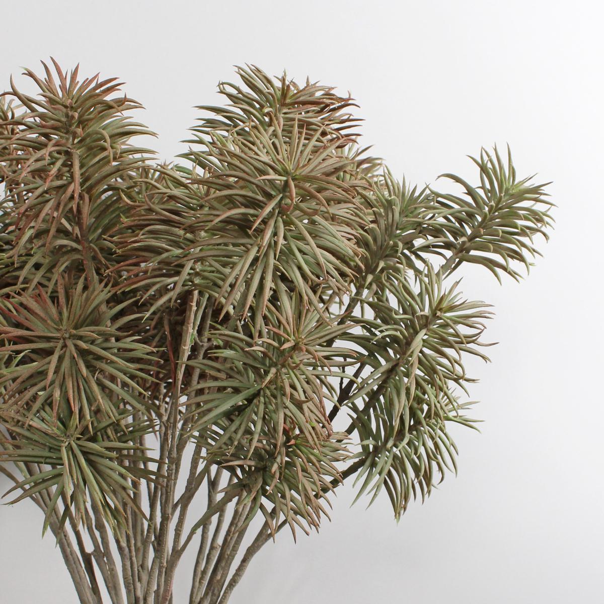 Pack of 12 Artificial Natural Teasel 66cm Natural – image 2