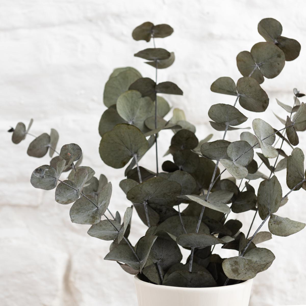 Preserved Eucalyptus Syneria Bundle Green – image 3