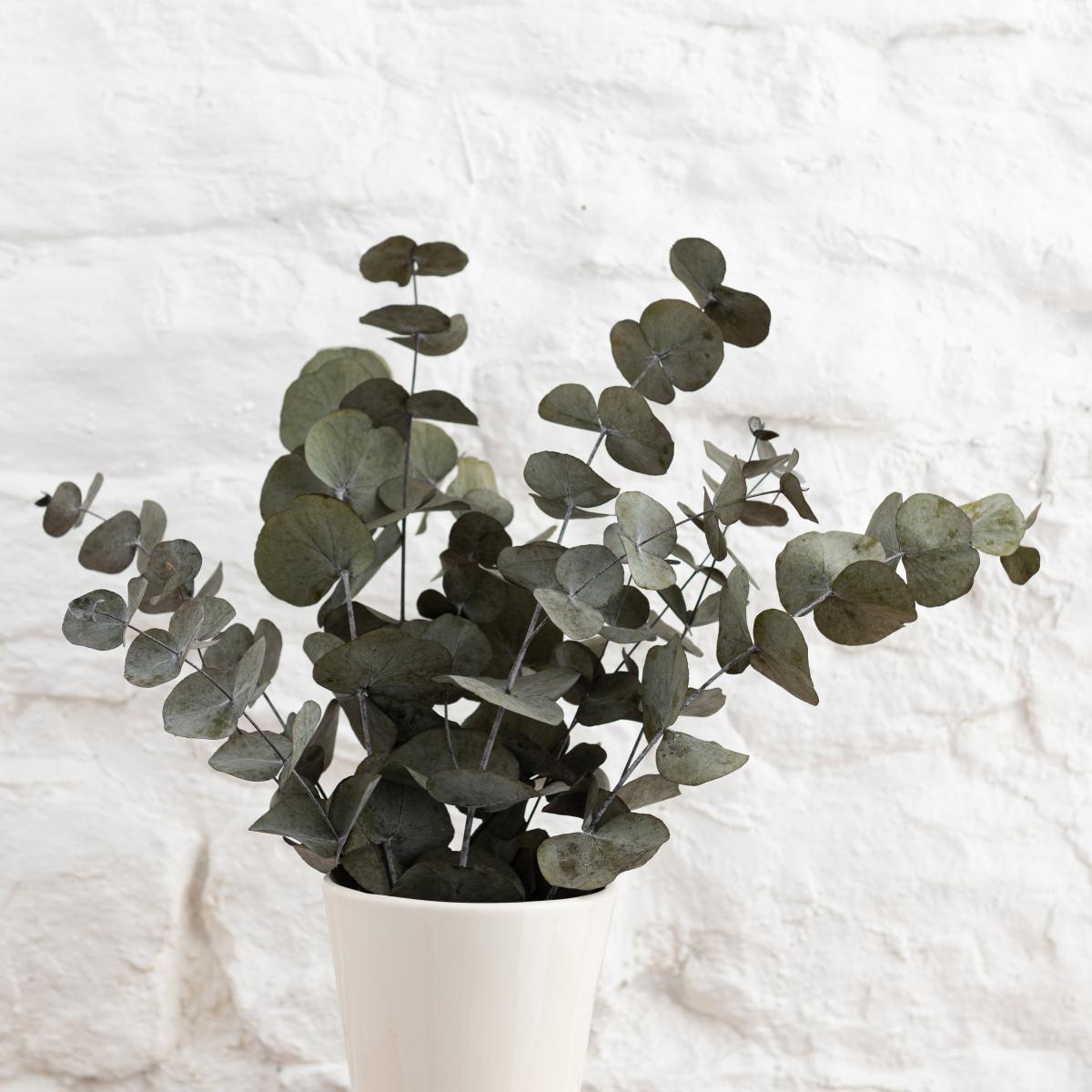 Preserved Eucalyptus Syneria Bundle Green – image 4