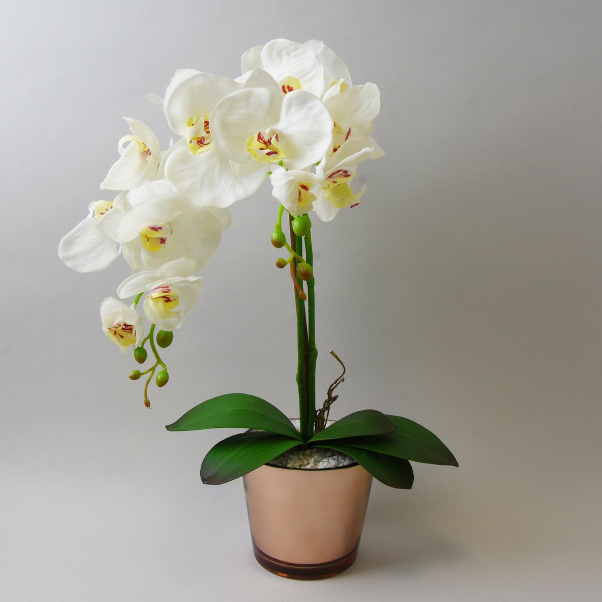 Cream Orchid in Gold Glass Pot 52cm Cream – image 1