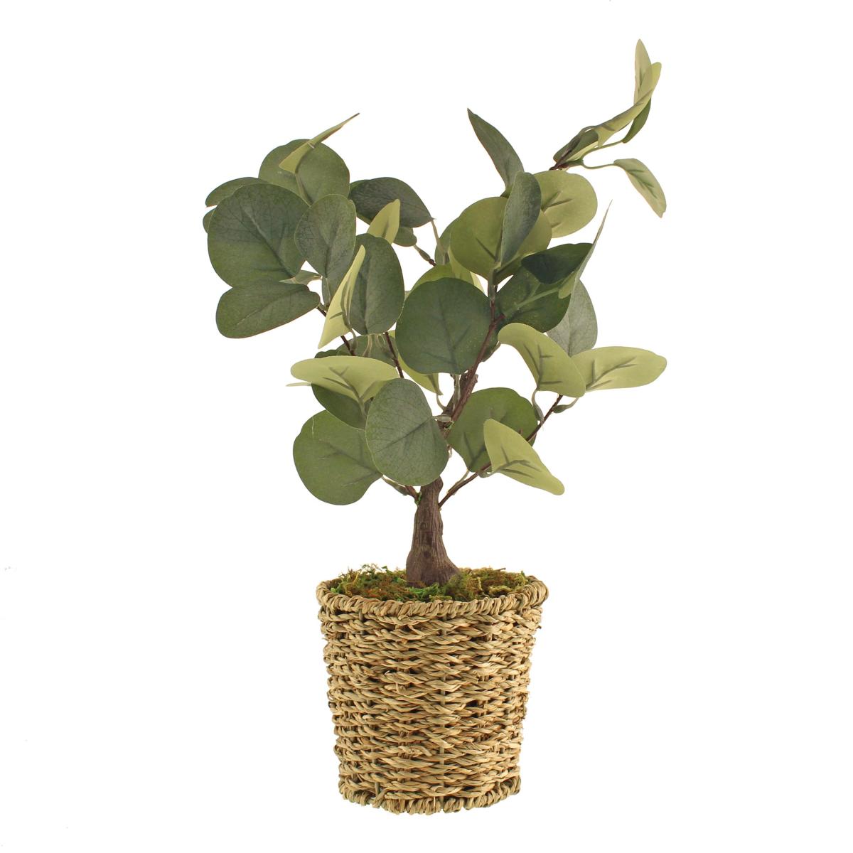 Tabletop Eucalyptus Tree in Basket Green – image 4