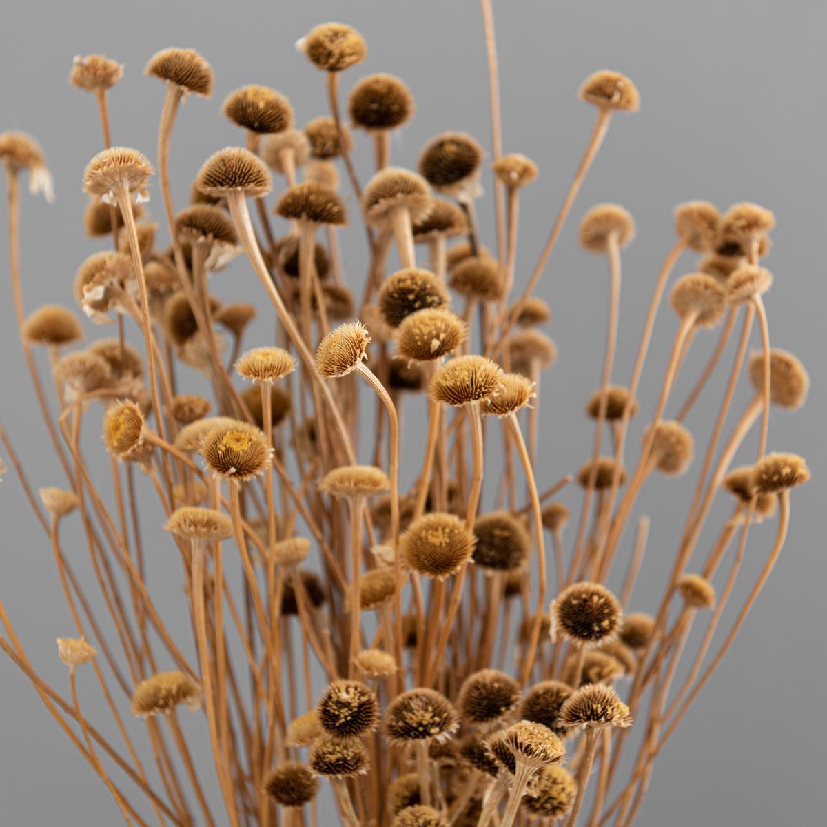 Dried Natural Wild Daisy Bundle Natural – image 3