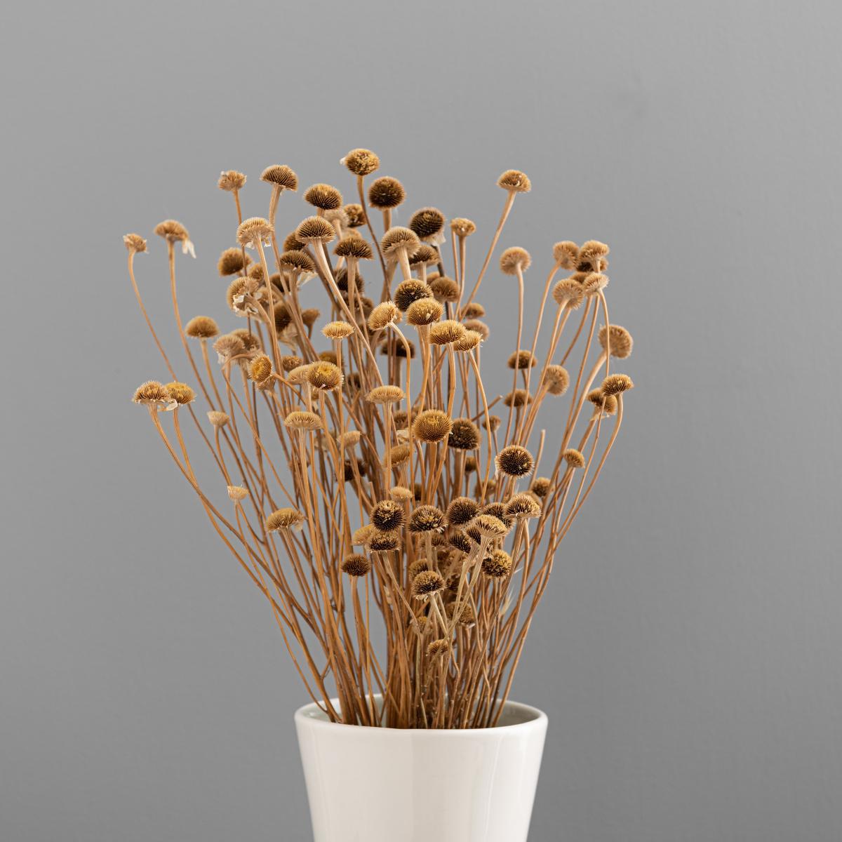 Dried Natural Wild Daisy Bundle Natural – image 4