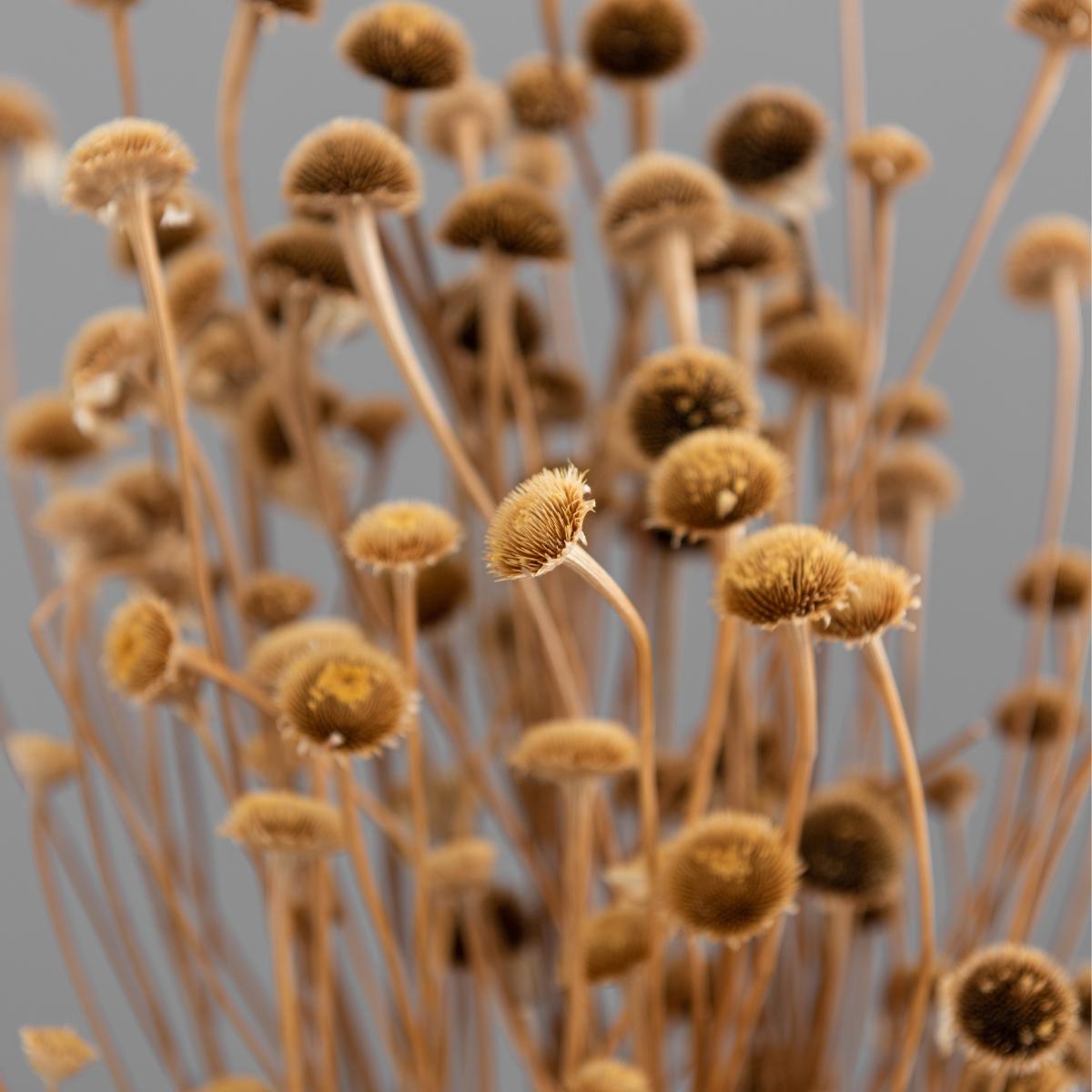Dried Natural Wild Daisy Bundle Natural – image 5