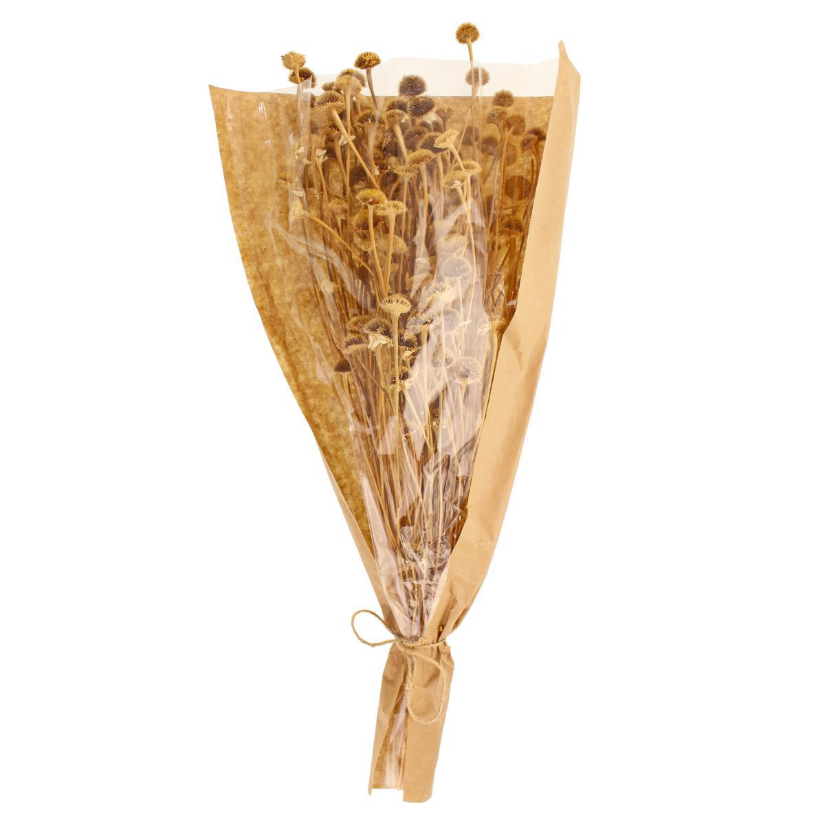 Dried Natural Wild Daisy Bundle Natural – image 6