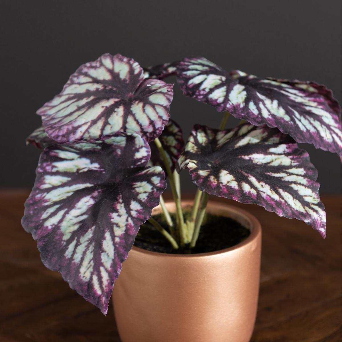 Begonia in Gold Pot Purple – image 2