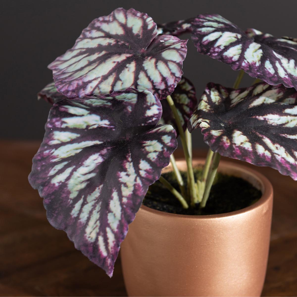 Begonia in Gold Pot Purple – image 3