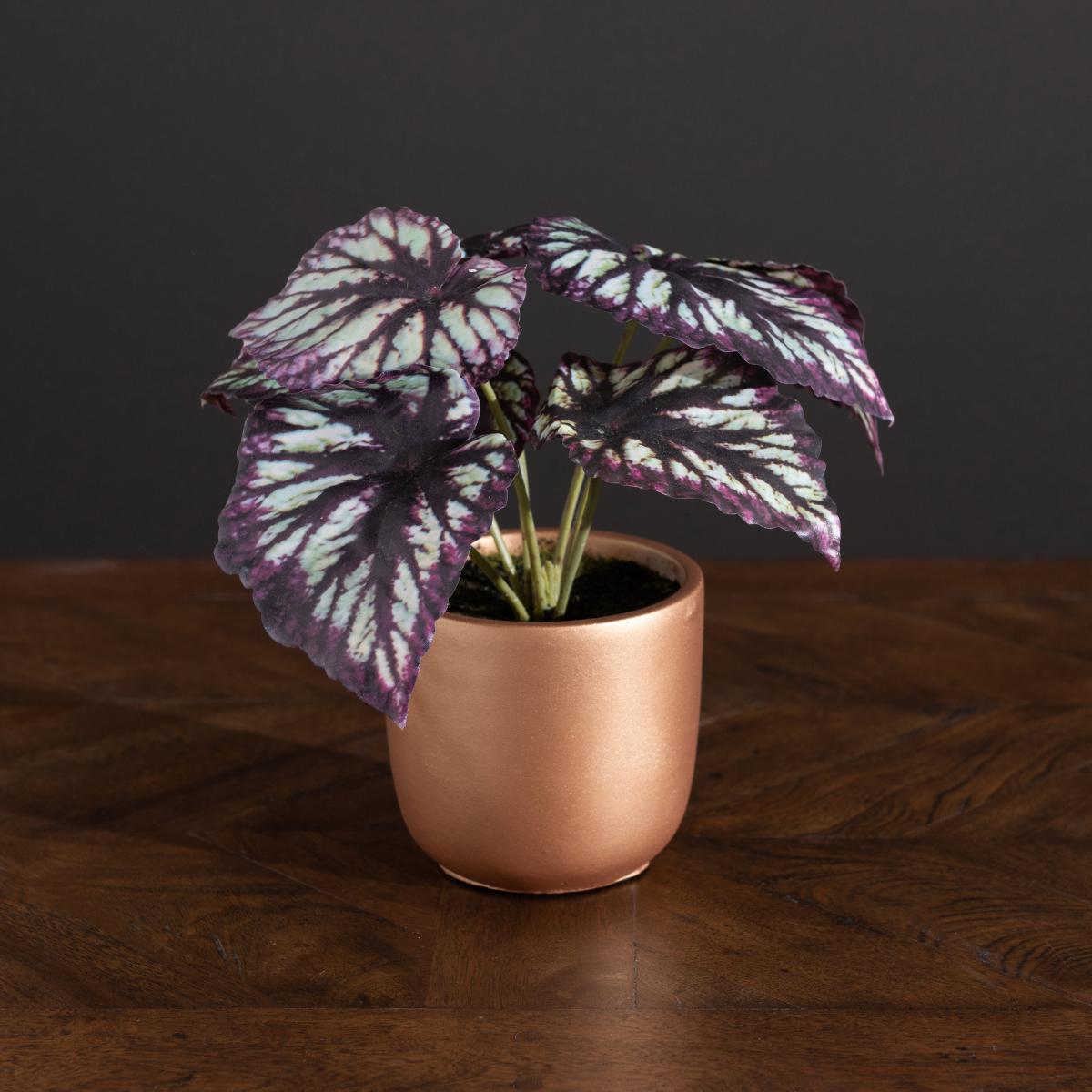 Begonia in Gold Pot Purple – image 4