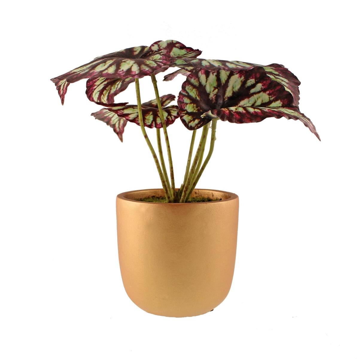 Begonia in Gold Pot Purple – image 5