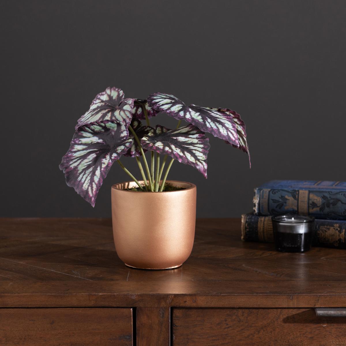 Begonia in Gold Pot Purple – image 1